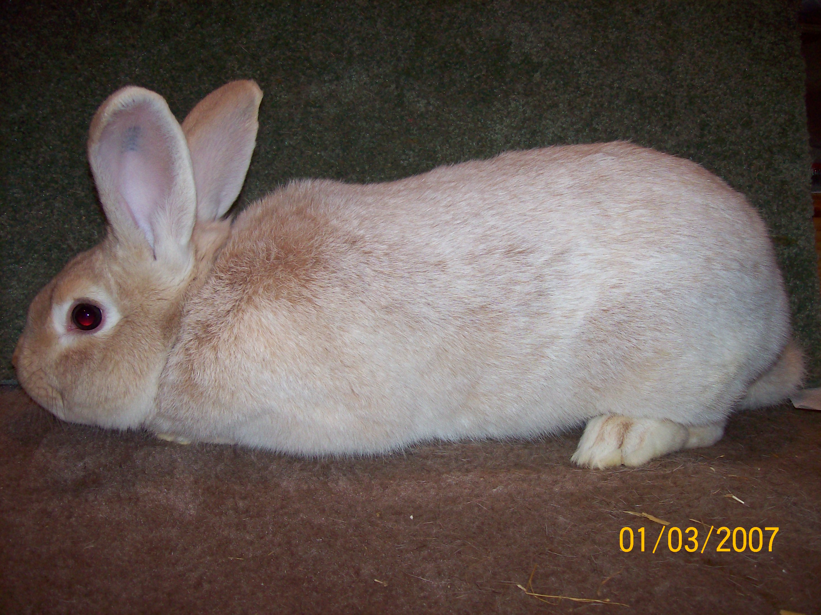 100_1753.jpg